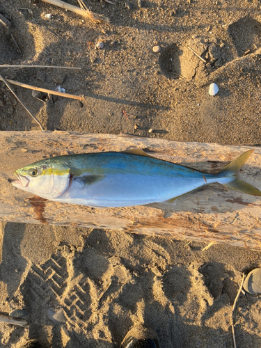 イナダの釣果