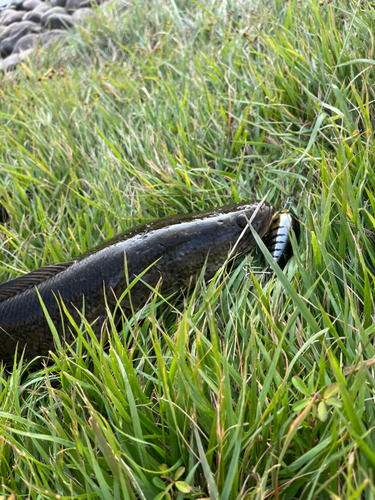 ライギョの釣果