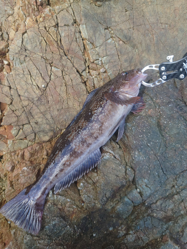 アイナメの釣果