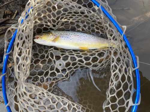 ブラウントラウトの釣果