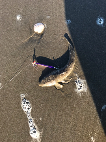 メゴチの釣果