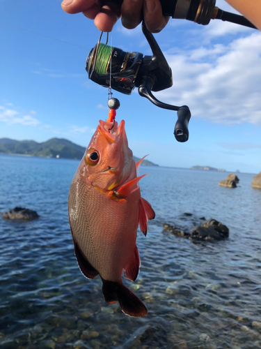 ヒメフエダイの釣果