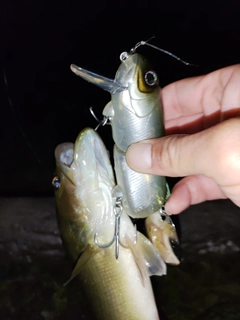 ブラックバスの釣果