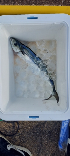 サゴシの釣果