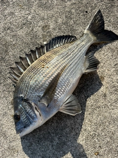 クロダイの釣果