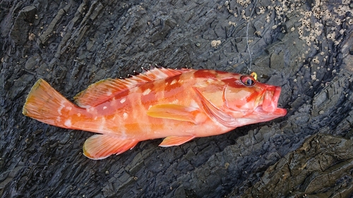 アカハタの釣果