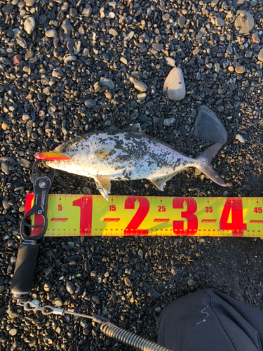 ショゴの釣果