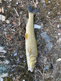 ニゴイの釣果