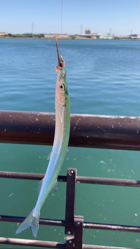 サヨリの釣果