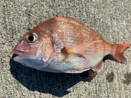 マダイの釣果