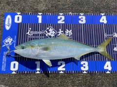 イナダの釣果