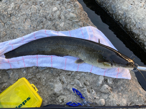 ナマズの釣果