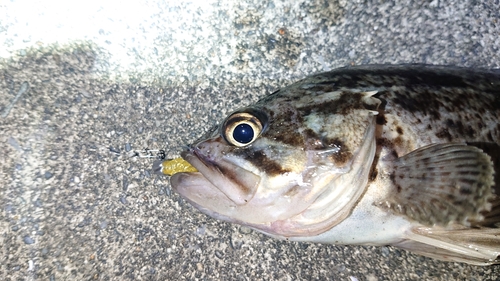 クロソイの釣果