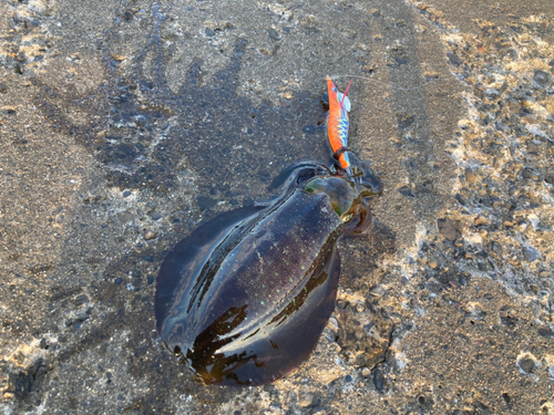 アオリイカの釣果