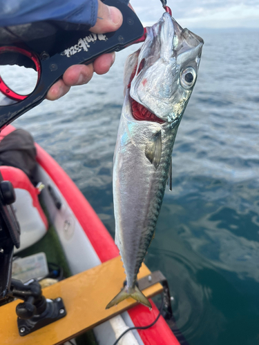 サバの釣果