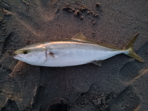 ハマチの釣果