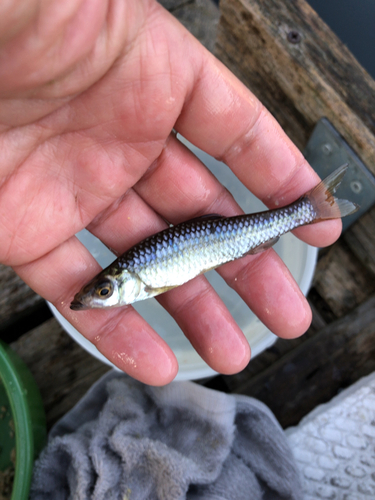 クチボソの釣果