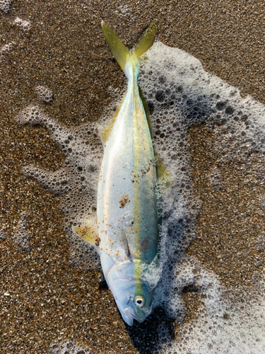 ワカシの釣果