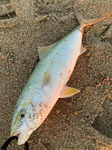 ハマチの釣果