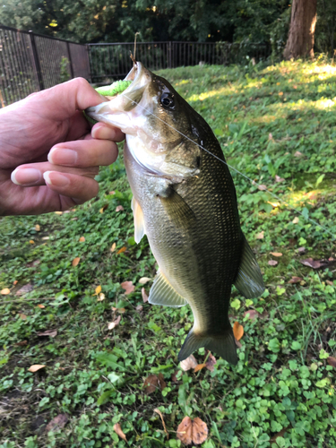 ラージマウスバスの釣果