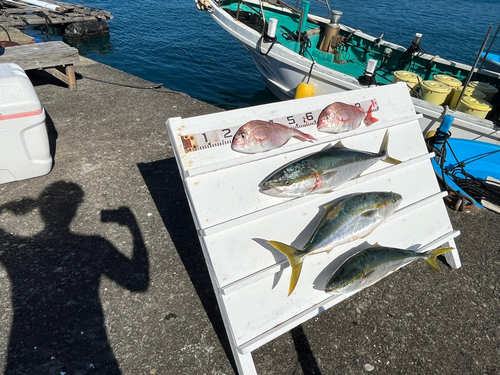 ブリの釣果