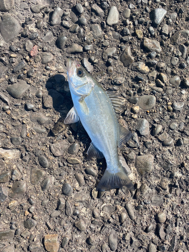 セイゴ（マルスズキ）の釣果