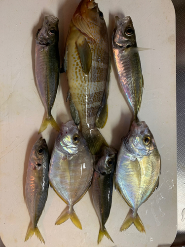 アオハタの釣果