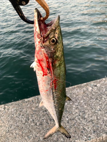 サゴシの釣果