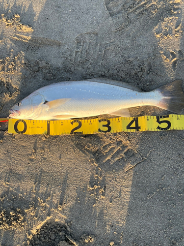 ニベの釣果