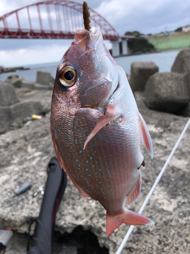 タイの釣果