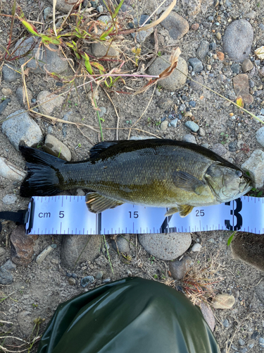 スモールマウスバスの釣果