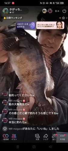 メバルの釣果