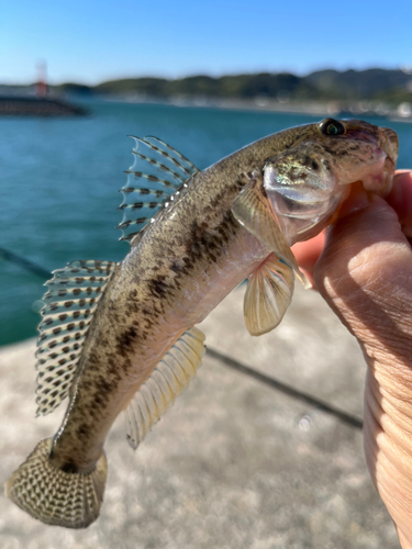 ハゼの釣果