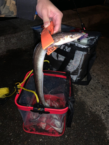 アナゴの釣果