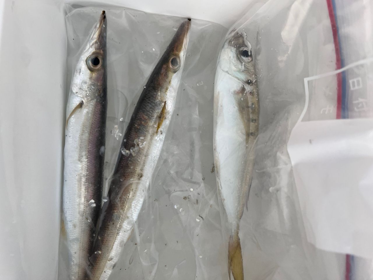 タケノコメバル