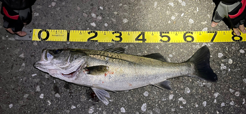 シーバスの釣果