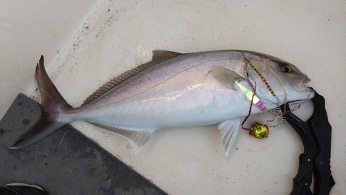 ショゴの釣果