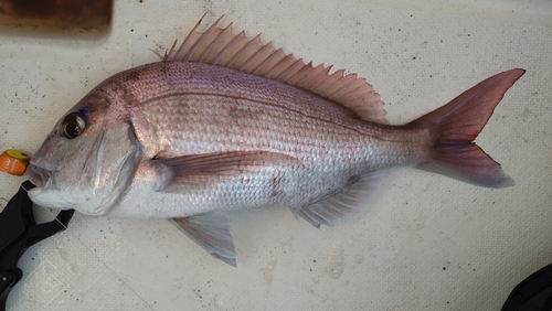 マダイの釣果