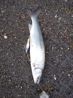 ウグイの釣果