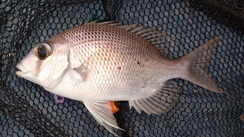 メイチダイの釣果