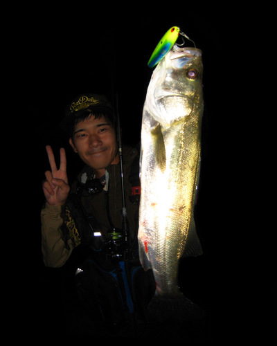 シーバスの釣果