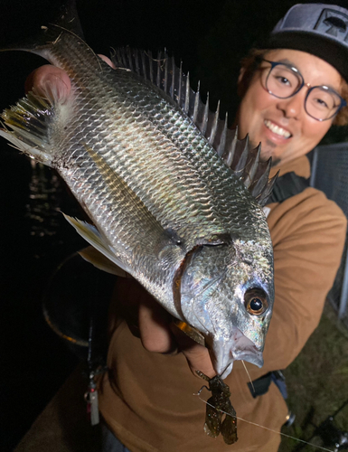 チヌの釣果