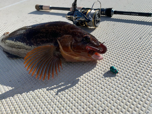 アイナメの釣果