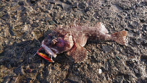 ケムシカジカの釣果