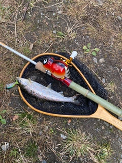 アマゴの釣果