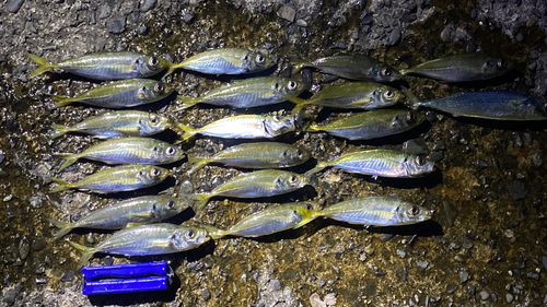 アジの釣果