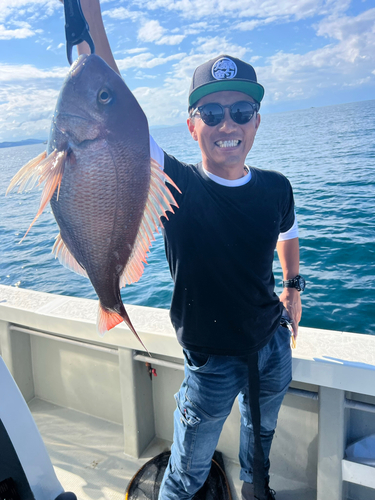 マダイの釣果