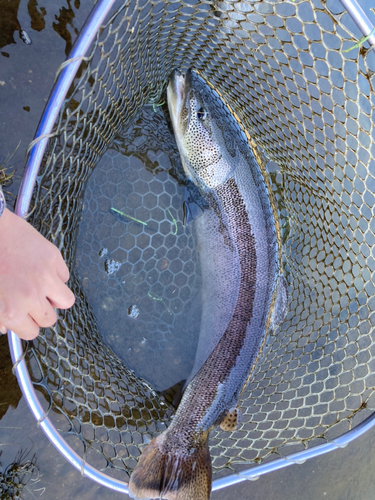 イトウの釣果