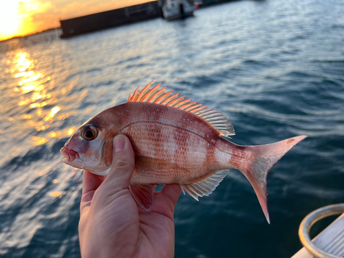 チャリコの釣果