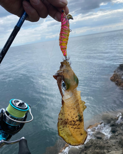 アオリイカの釣果